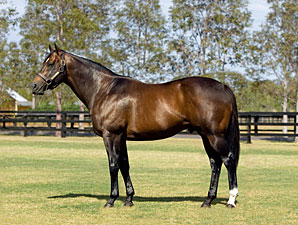 Redoute's Choice Shuttling to France in 2013 Redoute's Choice Shuttling to France in 2013