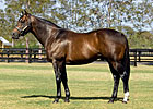 Redoute's Choice Shuttling to France in 2013