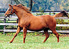 Regal State, Dam of Pleasantly Perfect, Dies