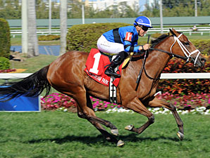 Regalo Mia Wraps Up Orchid Win with Late Run Regalo Mia Wraps Up Orchid Win with Late Run