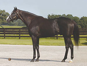 Repent to Stand at Vinery in Kentucky Repent to Stand at Vinery in Kentucky
