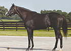 Repent Colt Sizzles in Midlantic Show Repent Colt Sizzles in Midlantic Show