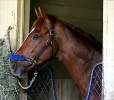 Steve Haskin's Belmont Analysis: A New Hero on the Horizon Steve Haskin's Belmont Analysis: A New Hero on the Horizon