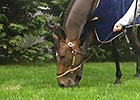 Preakness Stakes: Ria Antonia Gets a Snack Preakness Stakes: Ria Antonia Gets a Snack