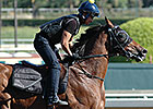 HK's Rich Tapestry Can Join Sheikh Albadou HK's Rich Tapestry Can Join Sheikh Albadou