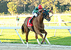 Ring Weekend Springs Tampa Bay Derby Upset