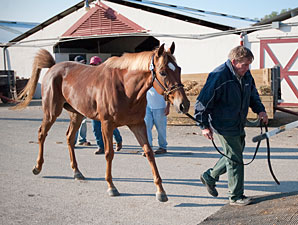 Flood Forecast Forces River Horse Evacuation Flood Forecast Forces River Horse Evacuation