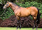 Rock of Gibraltar Gets 100th Stakes Winner Rock of Gibraltar Gets 100th Stakes Winner