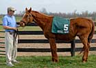 Champion Rockhill Native Dead