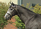 Stallion Rockport Harbor Euthanized Stallion Rockport Harbor Euthanized