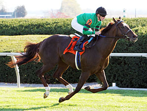 Rogue Romance Made Favorite for Risen Star Rogue Romance Made Favorite for Risen Star