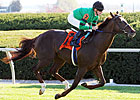 Rogue Romance Made Favorite for Risen Star Rogue Romance Made Favorite for Risen Star