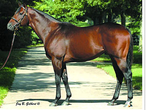 Roman Ruler Sires First U.S. Winners Roman Ruler Sires First U.S. Winners