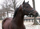 Leading Sires of 2009: Roman Ruler