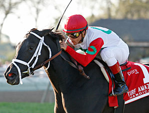 Rose Catherine Easy Winner of Turf Amazon Rose Catherine Easy Winner of Turf Amazon