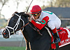 Rose Catherine Easy Winner of Turf Amazon Rose Catherine Easy Winner of Turf Amazon