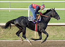 Classic Pedigree: Roses in May Has Classic Potential Classic Pedigree: Roses in May Has Classic Potential