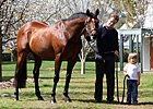 Top International Sire Royal Academy Dies Top International Sire Royal Academy Dies