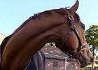 Royal Ascot: Animal Kingdom 06/15/2013