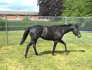 Royal Ascot: James Fanshawe