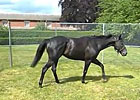 Royal Ascot: James Fanshawe