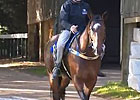 Royal Ascot: Danny O'Brien - Shamexpress Royal Ascot: Danny O'Brien - Shamexpress