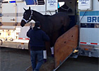 Point of Entry at Breeders' Cup