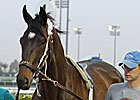 Morning Line Goes to Dubai - Royal Delta