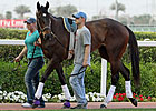A Champion Filly's Work Is Never Really Done