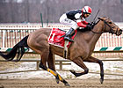 Grade II Winner Royale Michele Retired Grade II Winner Royale Michele Retired