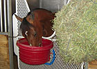 Dome's Victory Tops New Mexico-Bred Sale Dome's Victory Tops New Mexico-Bred Sale