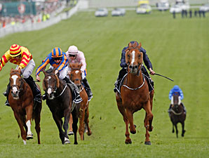 Ruler of The World Conquers Investec Derby Ruler of The World Conquers Investec Derby