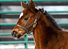 Run Away and Hide's First Foal Is a Filly Run Away and Hide's First Foal Is a Filly