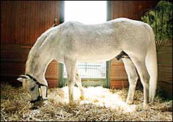 Prominent Stallion Runaway Groom Dead Prominent Stallion Runaway Groom Dead