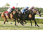 Rutherienne Tops All Along Field