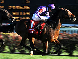 O'Brien Sends Out Two in Dubai Sheema Classic O'Brien Sends Out Two in Dubai Sheema Classic