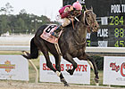 Sabercat Adds Fangs to Bluegrass Cat 2nd Crop Sabercat Adds Fangs to Bluegrass Cat 2nd Crop
