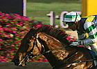 Sacred Kingdom Chases Champ Title Sacred Kingdom Chases Champ Title