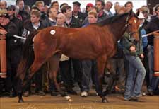 Record Filly Fuels Tattersalls Business Record Filly Fuels Tattersalls Business