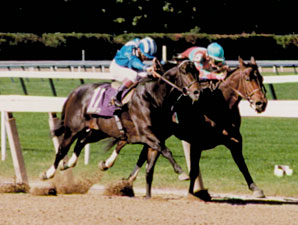 Champion Safely Kept Pensioned Champion Safely Kept Pensioned
