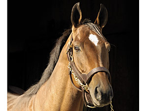 Saint Liam Offspring to Sell at FT Saint Liam Offspring to Sell at FT