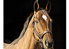 Saint Liam Offspring to Sell at FT Saint Liam Offspring to Sell at FT