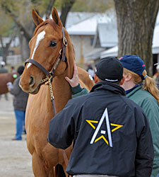 Top Price of $170,000 at Keeneland Auction Top Price of $170,000 at Keeneland Auction