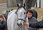 WinStar Prospects Boost Keeneland Results WinStar Prospects Boost Keeneland Results