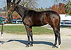 Full Sister to Rachel Alexandra Set for Debut Full Sister to Rachel Alexandra Set for Debut