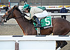 Samraat, Uncle Sigh Work at Belmont Samraat, Uncle Sigh Work at Belmont