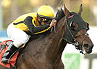 Sanagas Crushes Hollywood Turf Cup Sanagas Crushes Hollywood Turf Cup