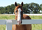 OTTB Spotlight: Sandburr OTTB Spotlight: Sandburr