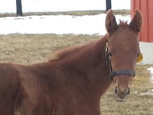 Sangaree Represented by First Foal Sangaree Represented by First Foal
