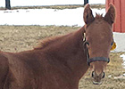 Sangaree Represented by First Foal Sangaree Represented by First Foal